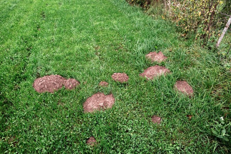 Lawn Mole Removal