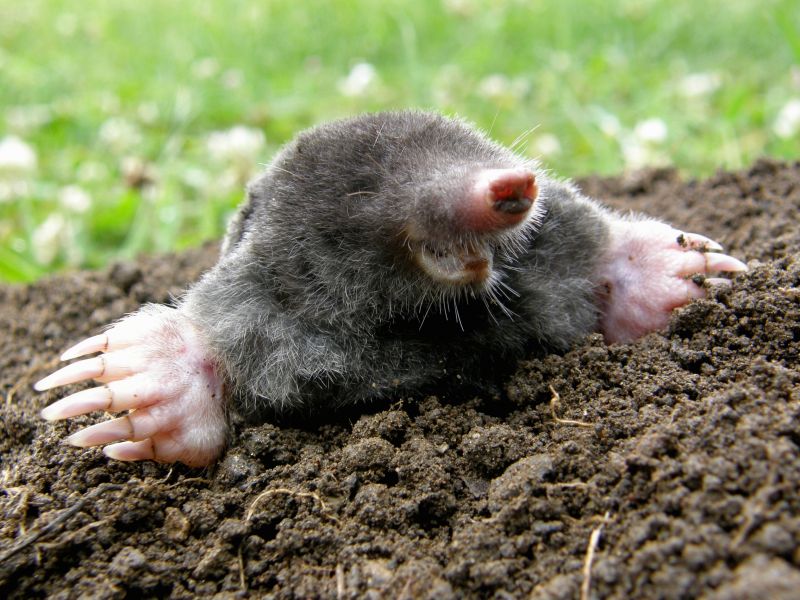 Lawn Mole Removal
