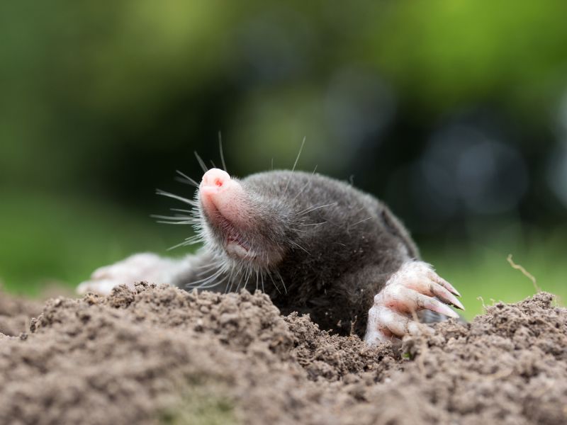 Lawn Mole Removal