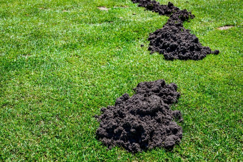 Lawn Mole Removal