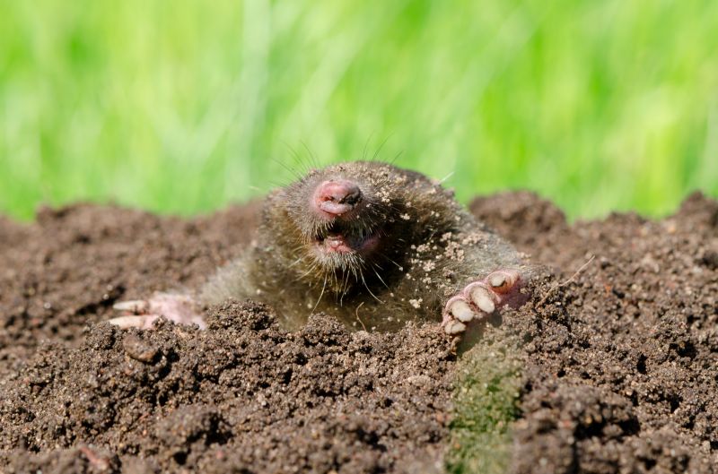 Lawn Mole Removal