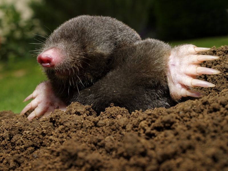 Lawn Mole Removal
