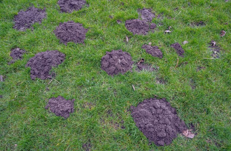Lawn Mole Damage