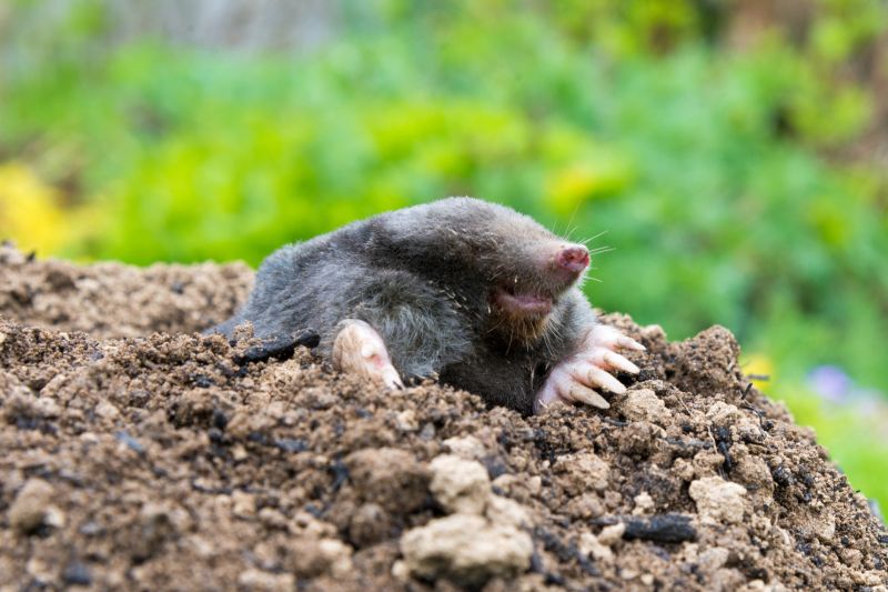 Effective Mole Traps
