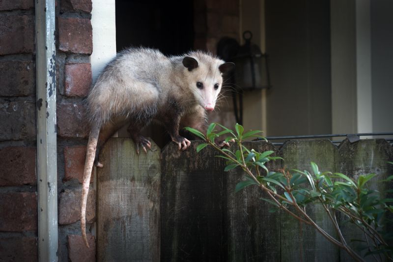 Opossum Damage
